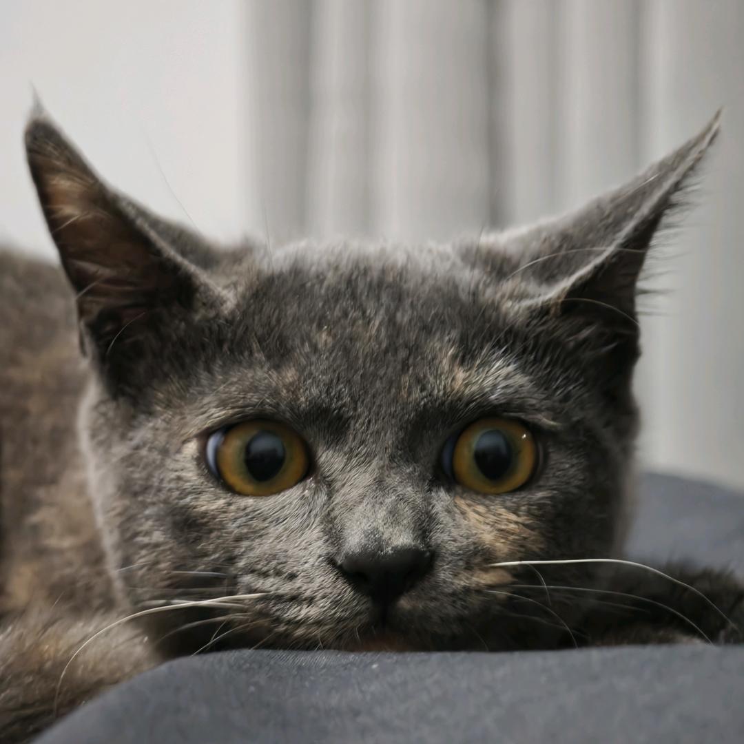 松松