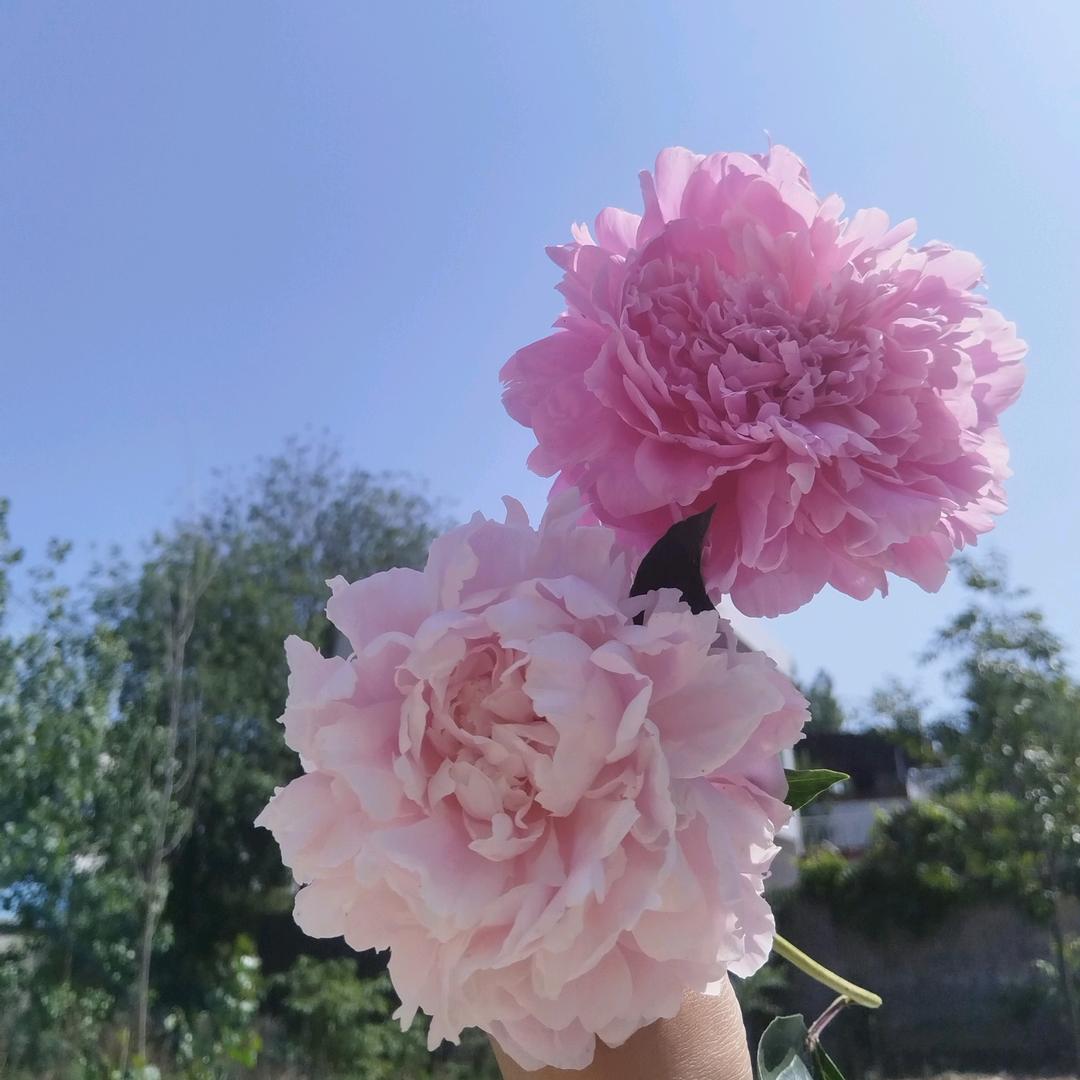 方小芳