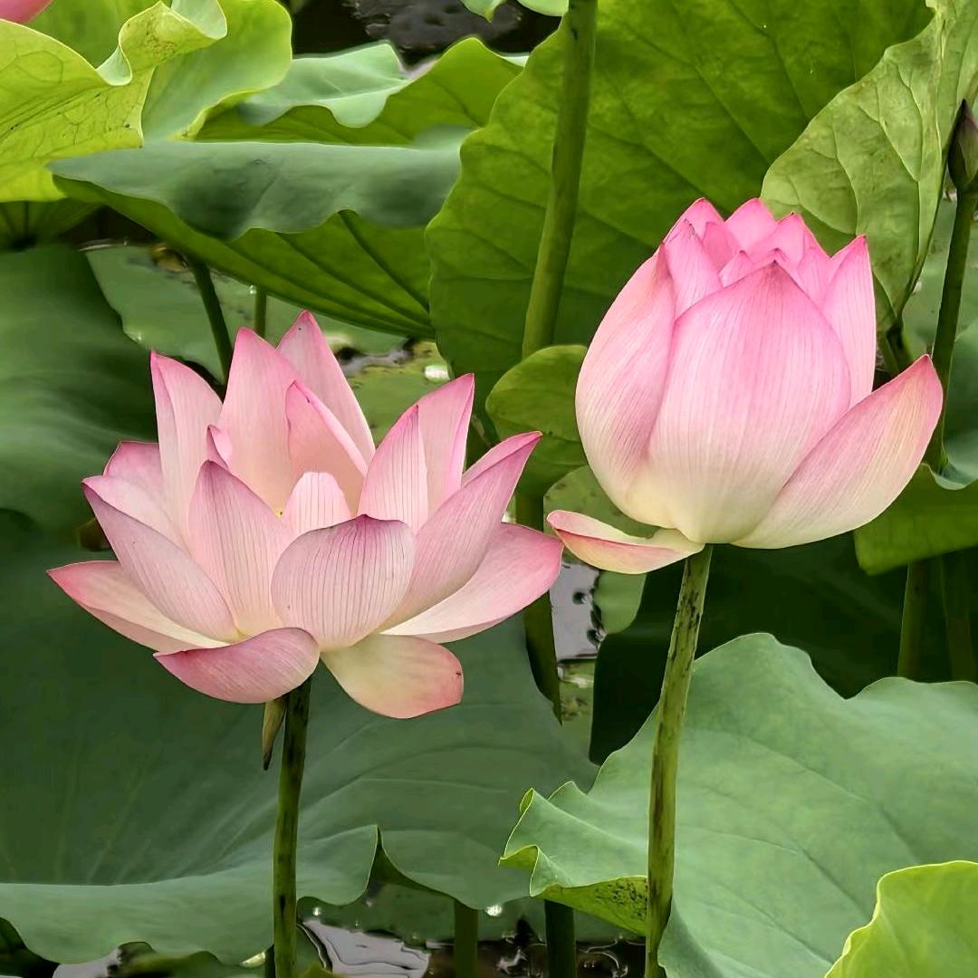 逆风浦公英