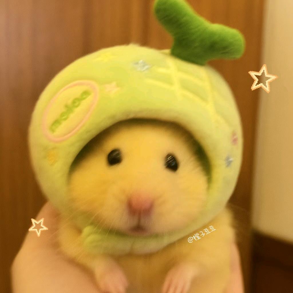 鼠鼠脑