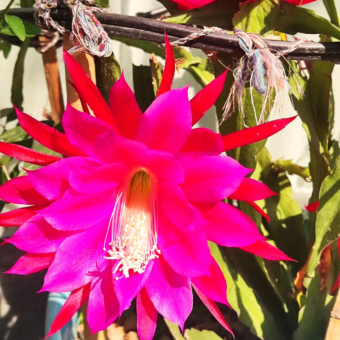 赵