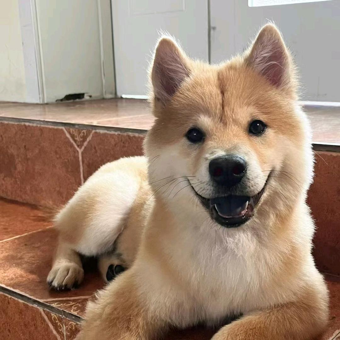 玲玲田园犬