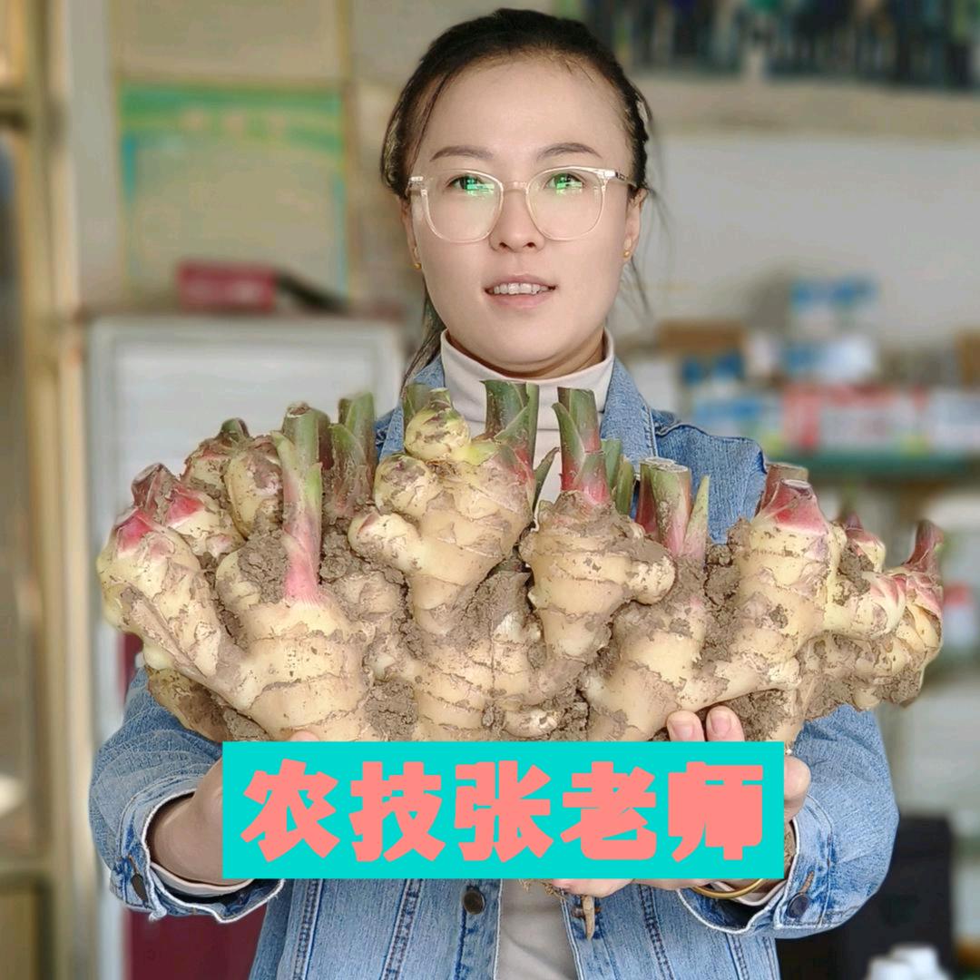 担山红太阳农资艳霞