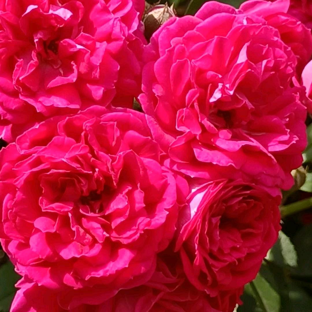 天高任鸟飞，海阔凭鱼跃