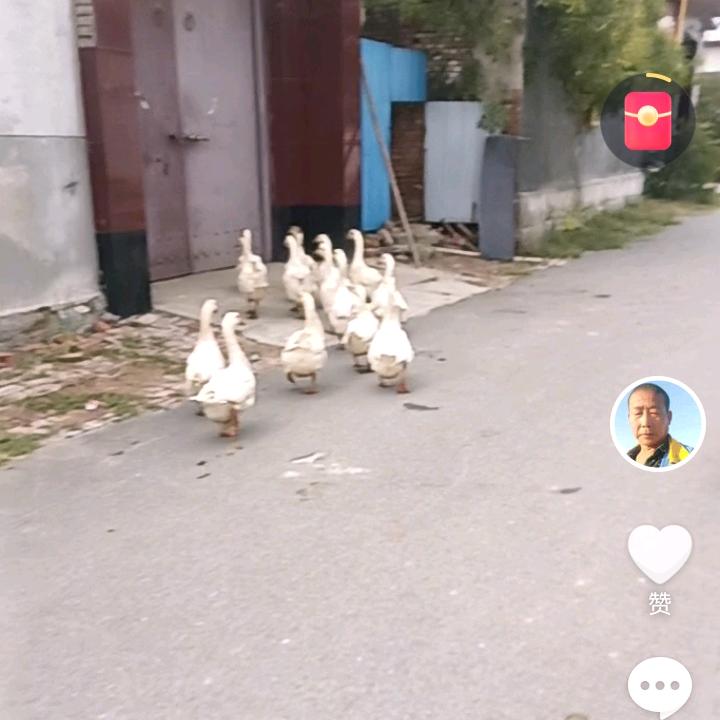 忘情水