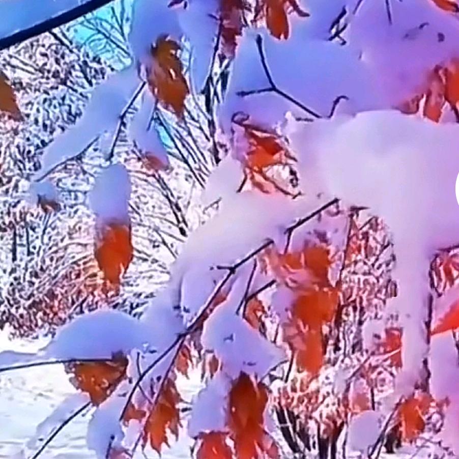 南方的雪
