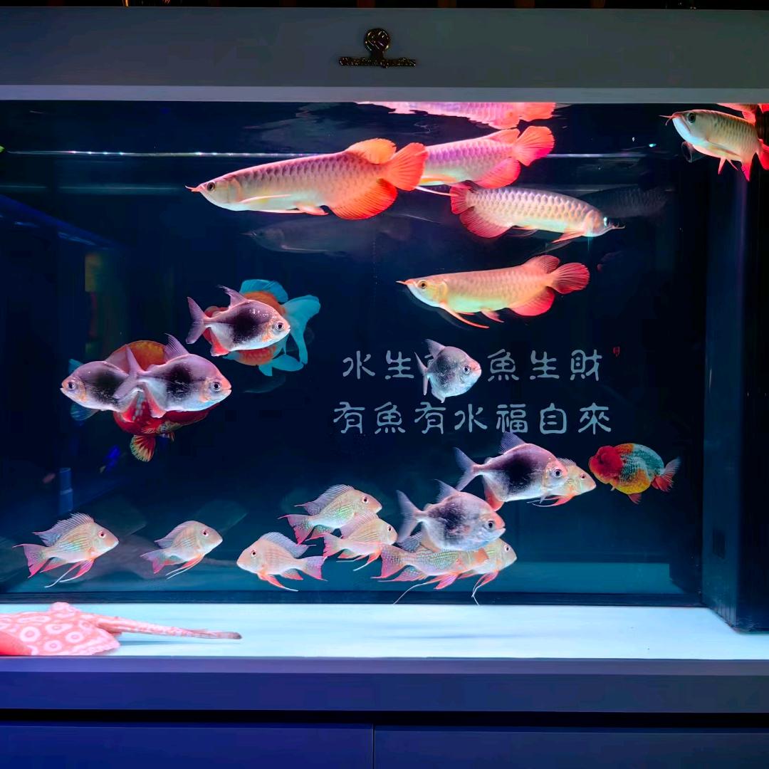 平遥牧鱼道水族