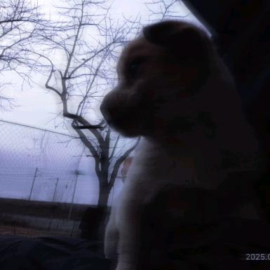 被掀飞的棺材板