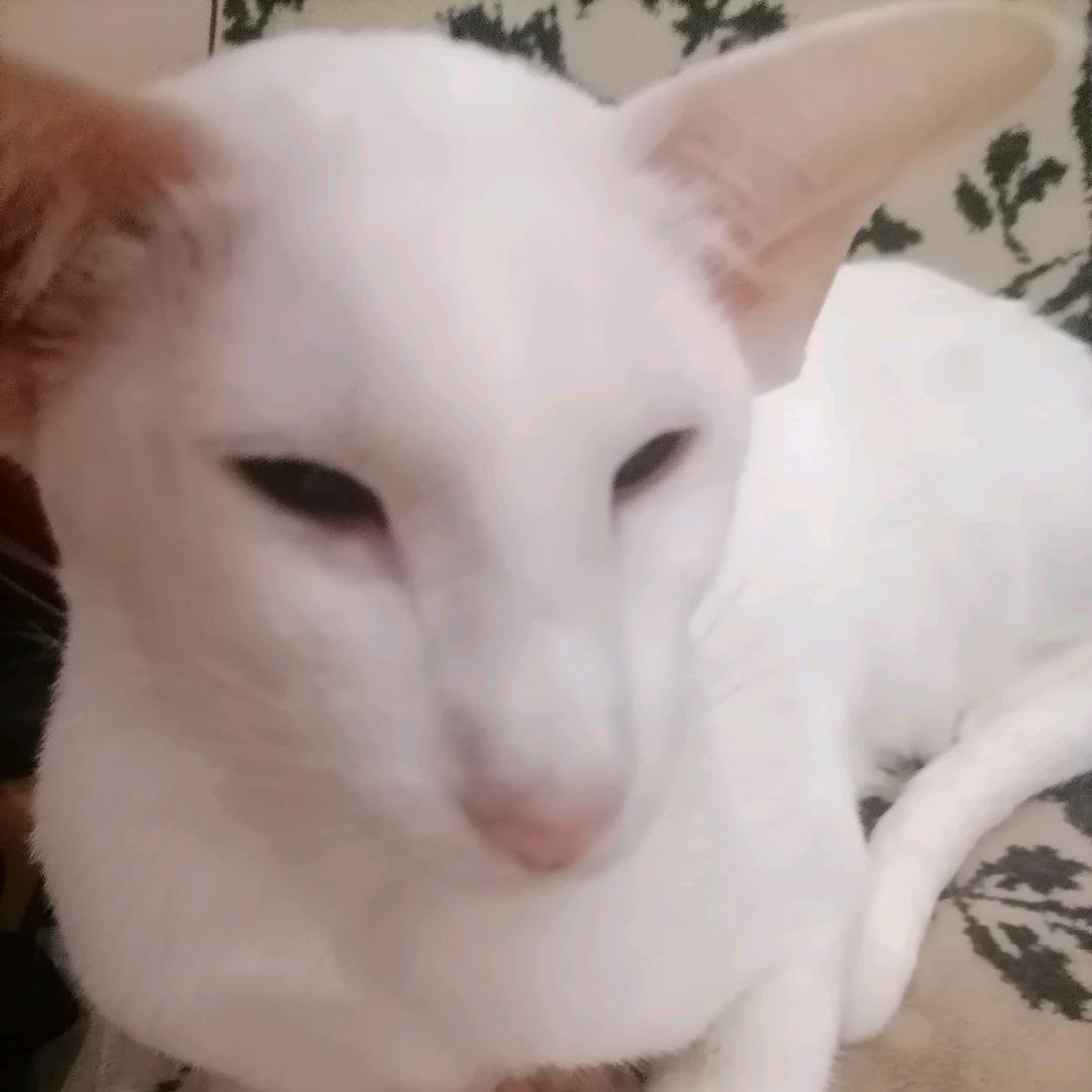 齐兹