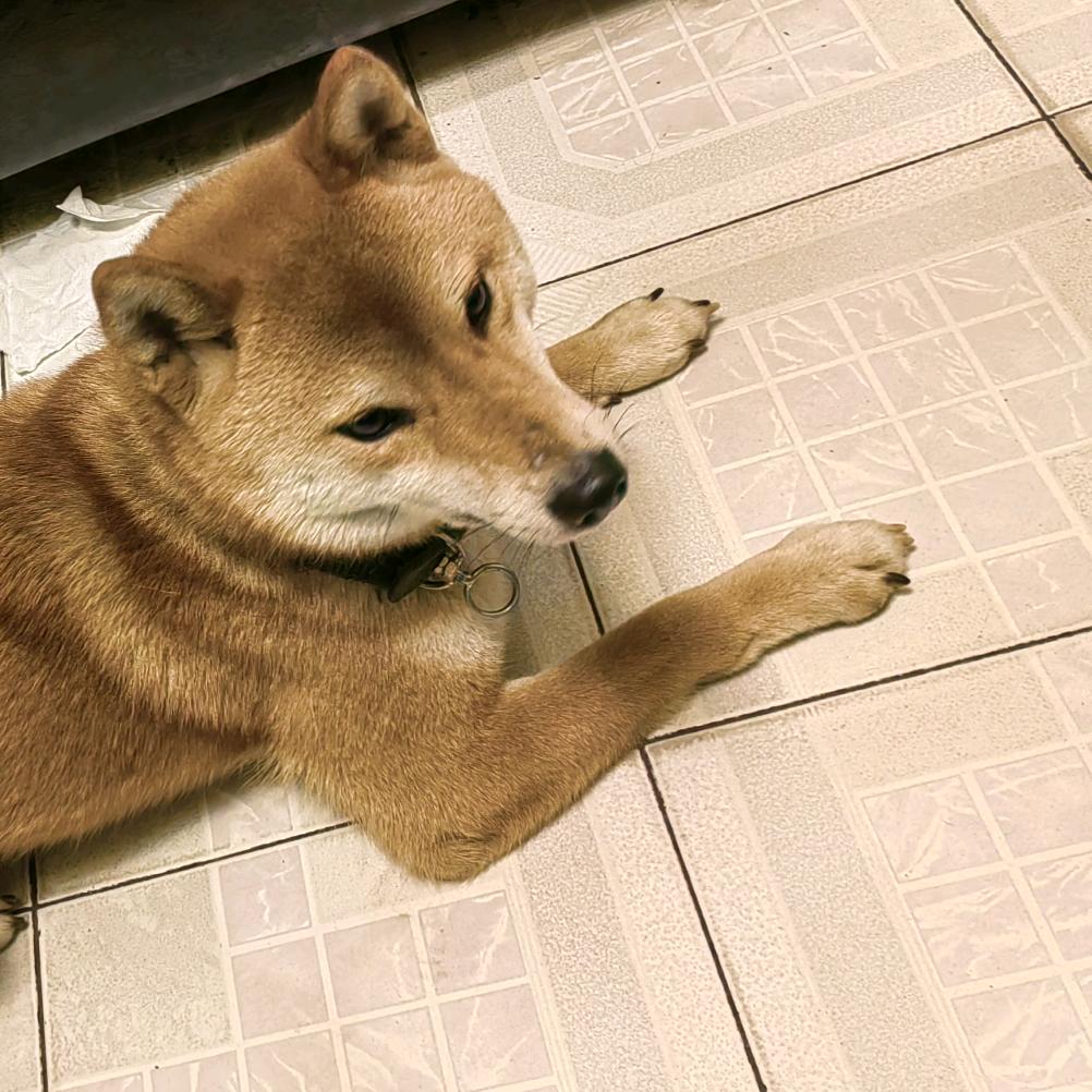 轩
