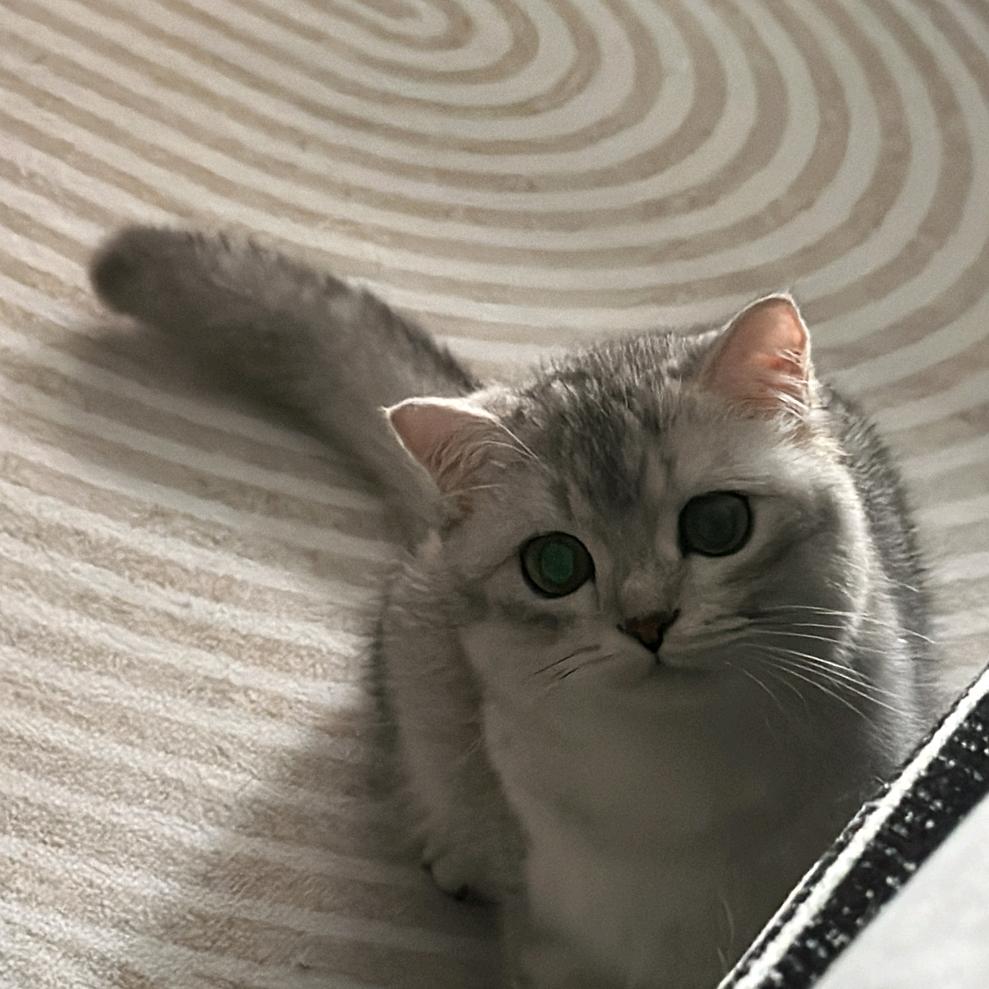 小七..