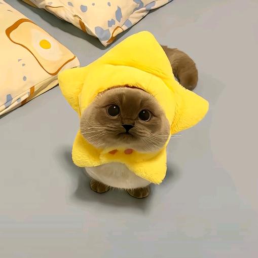 十一是只猫