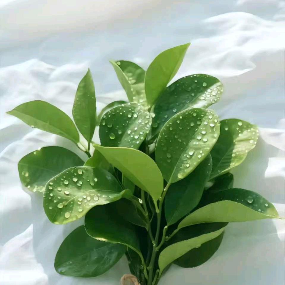 🍾+🍋+🌿+🍒=🍹