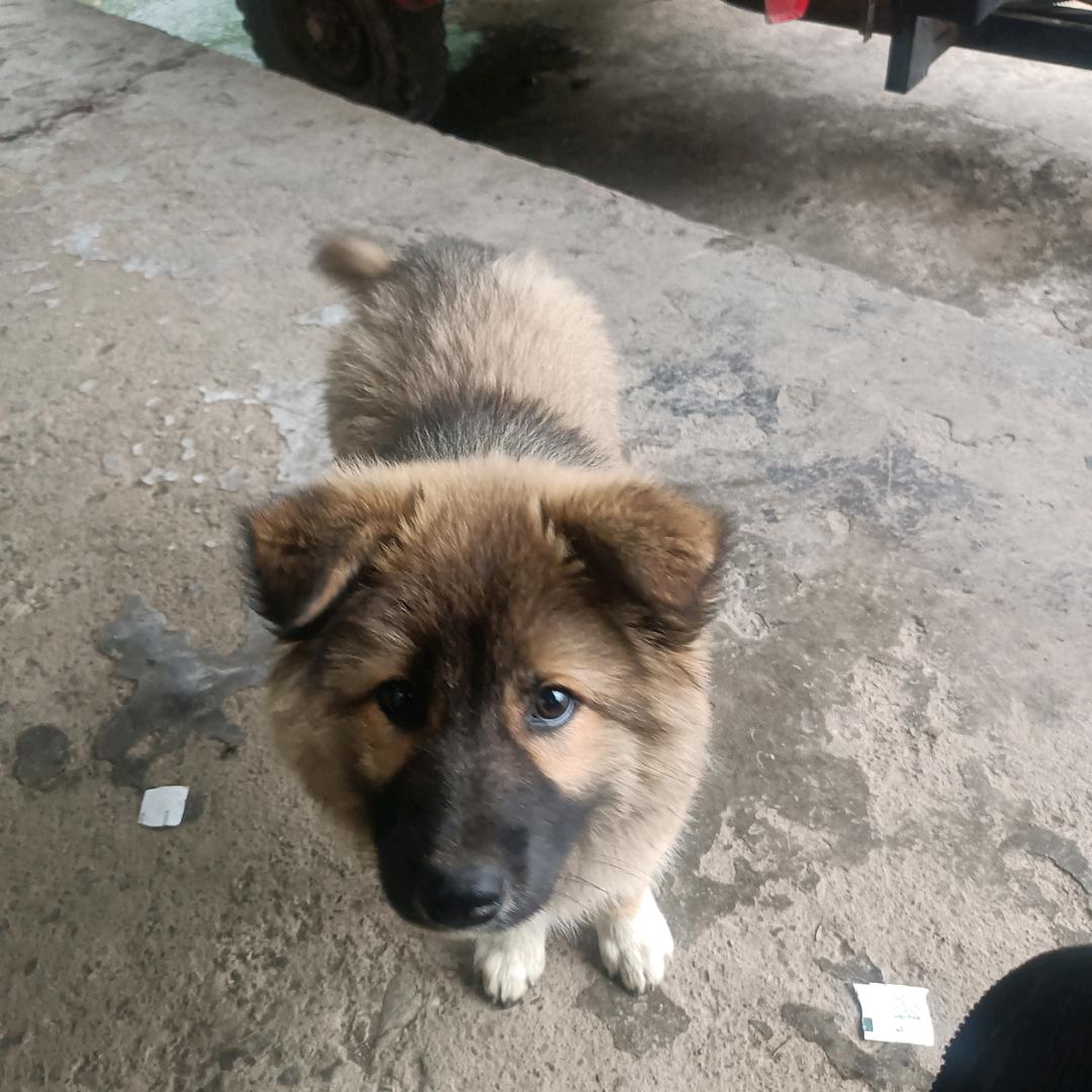 苦命的兔子单身狗