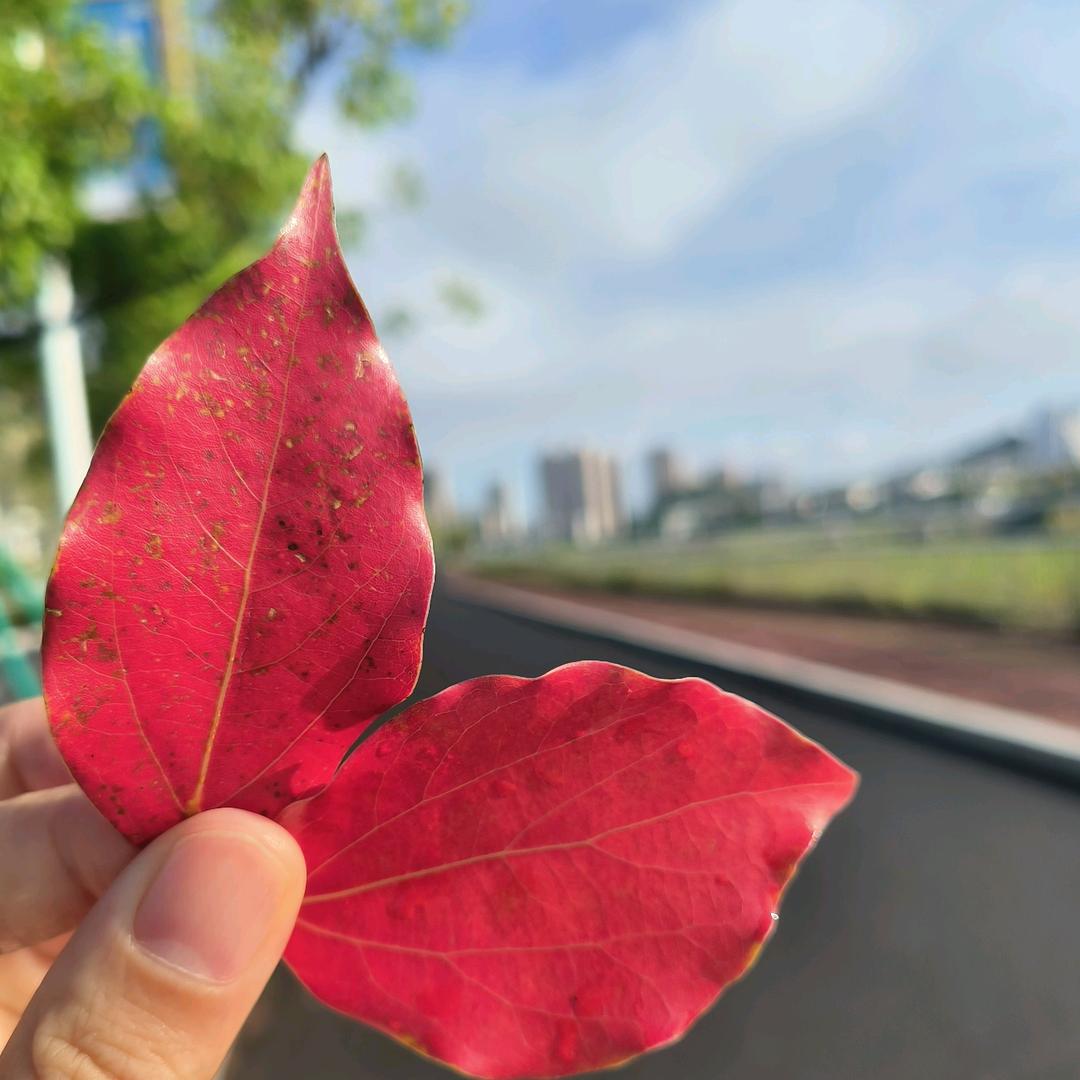 @吃番茄不吃西红柿$