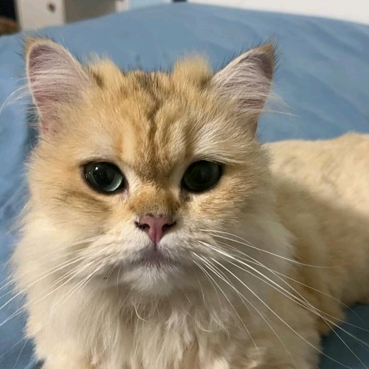 嘟宝品开封