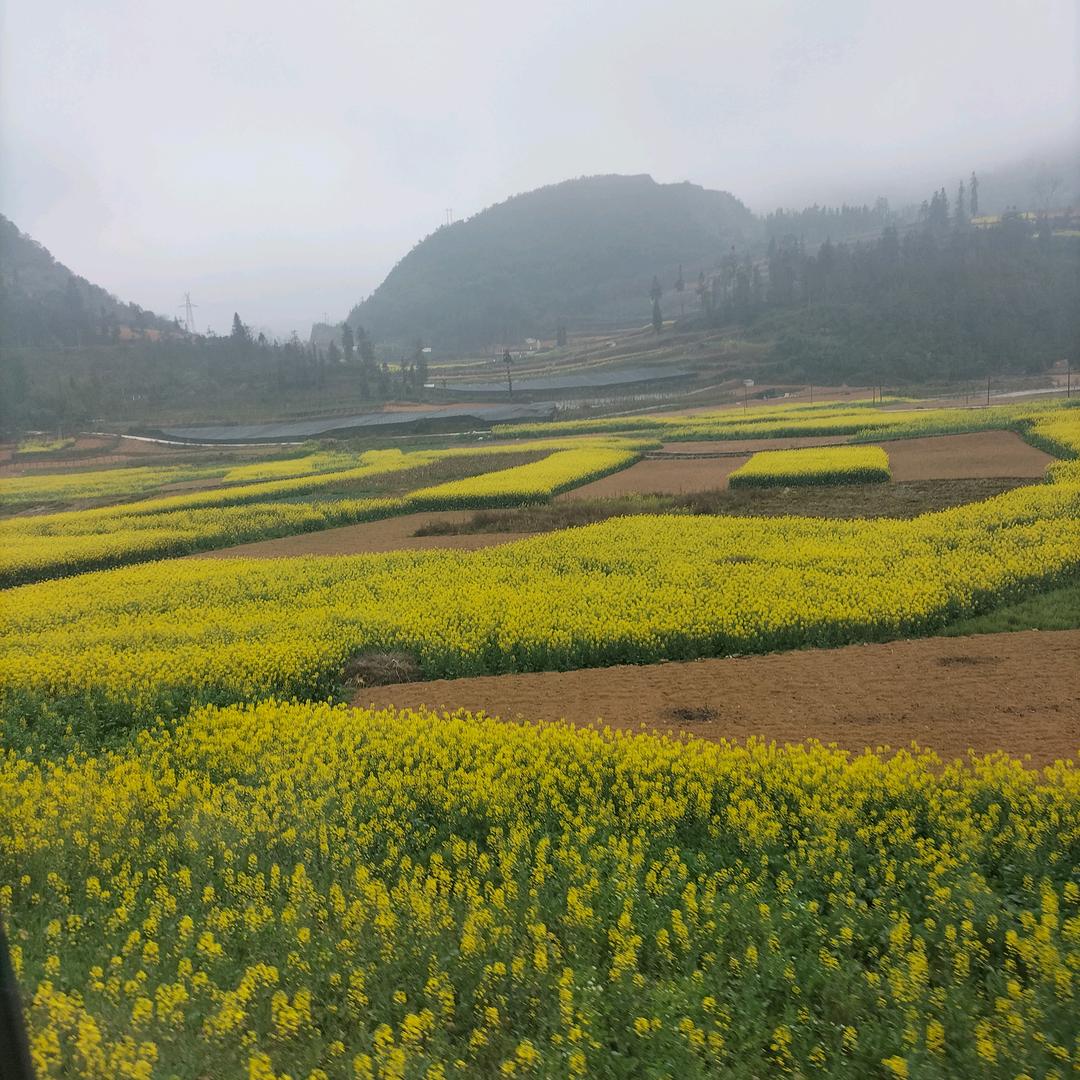云霄之梦