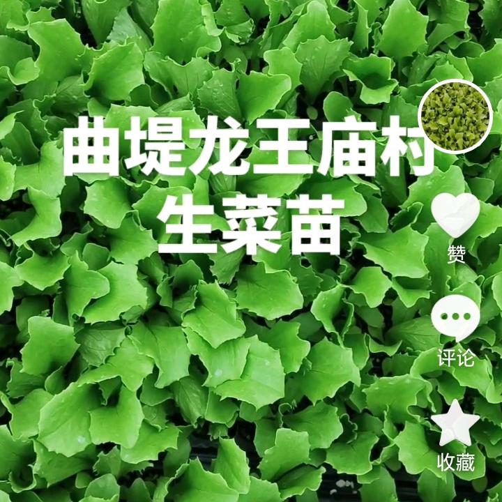 专育生菜球苗
