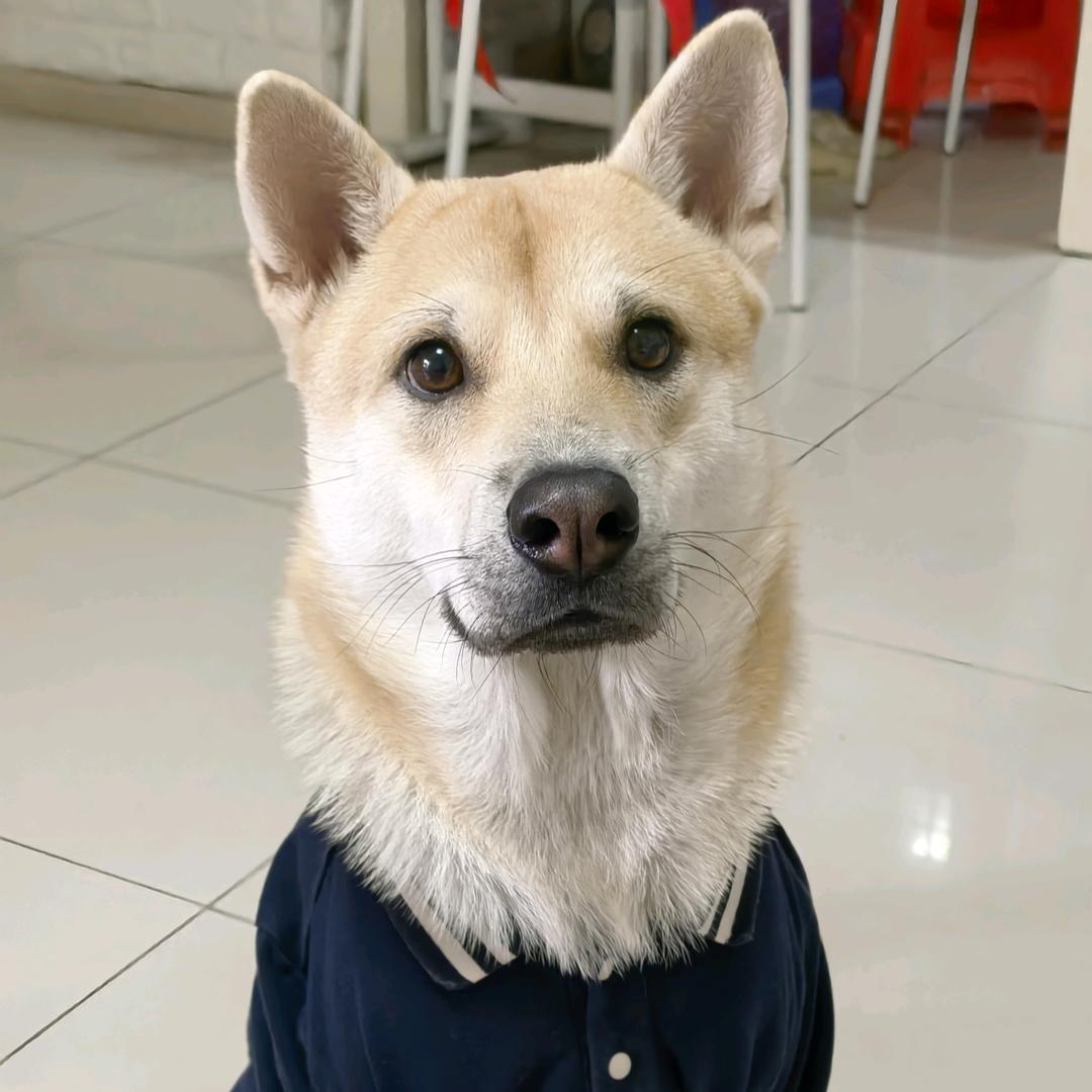 罗罗Nuyoah✨