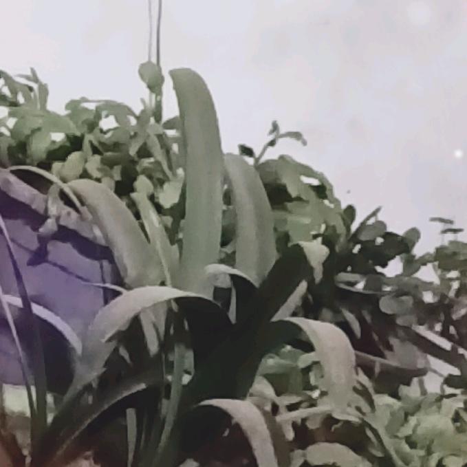 春花
