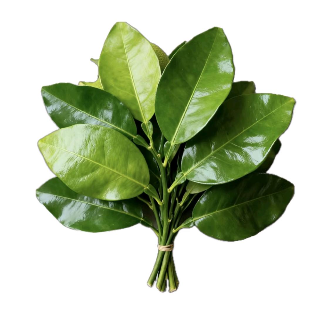 爱吃土豆的大王