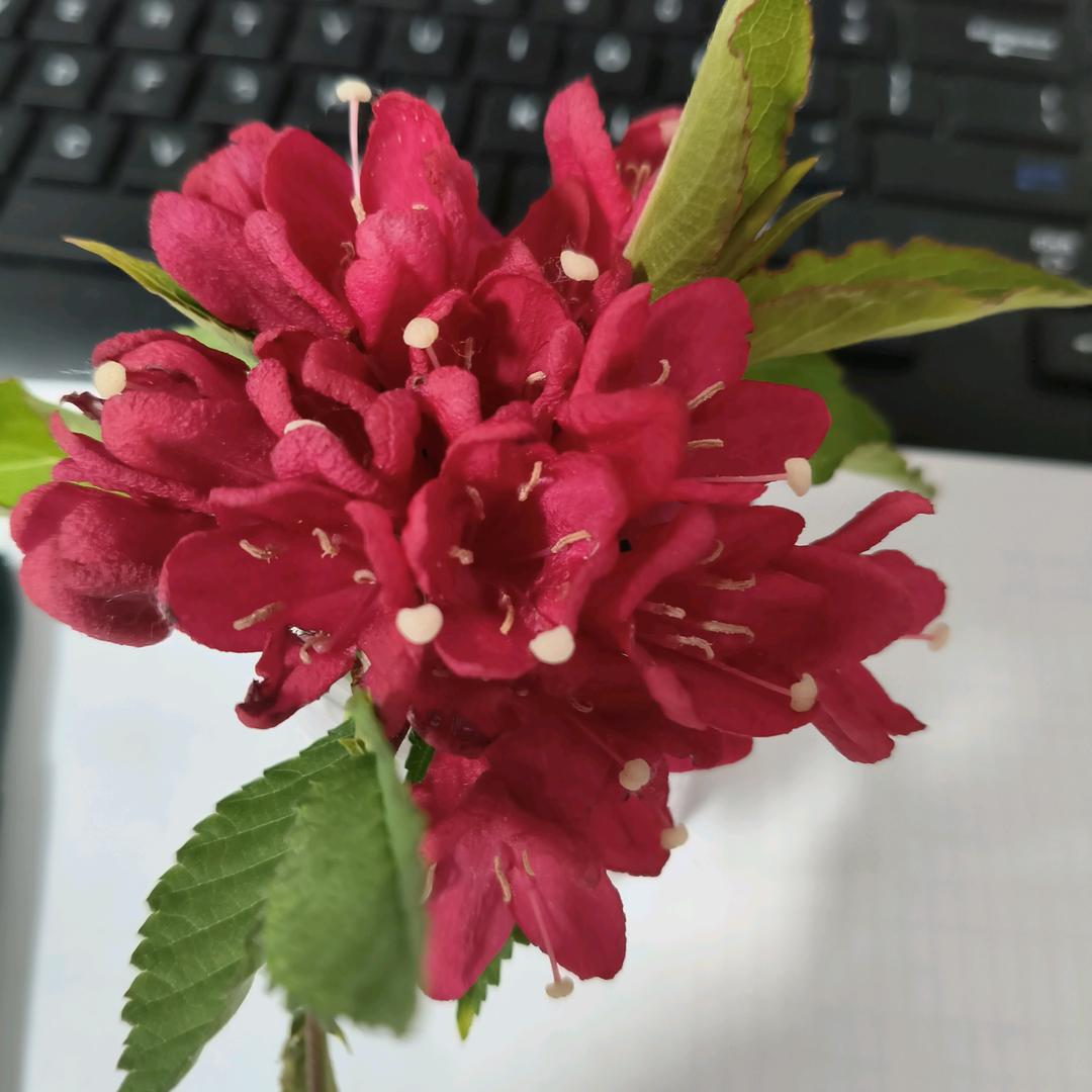 洋洋
