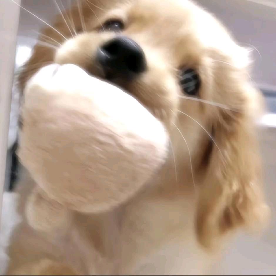 花果山腚最红的🐒