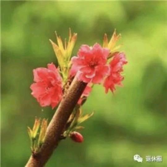 单身蓝莓
