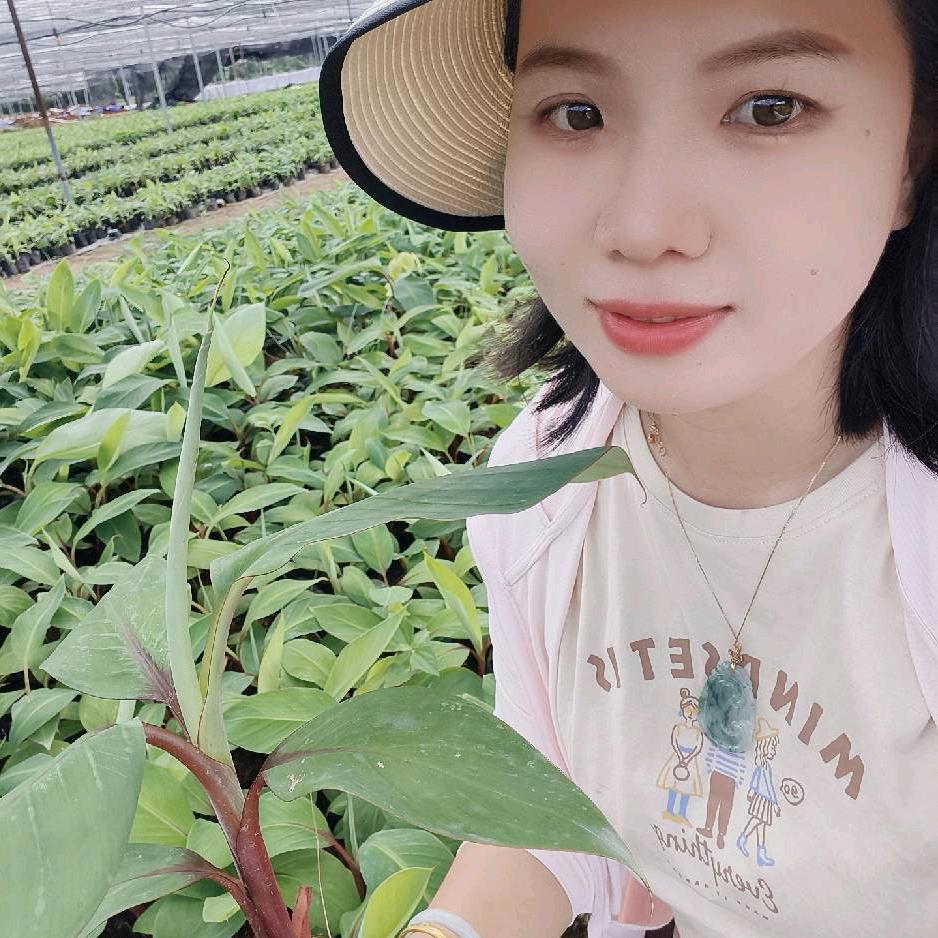 小何（批发香蕉苗）
