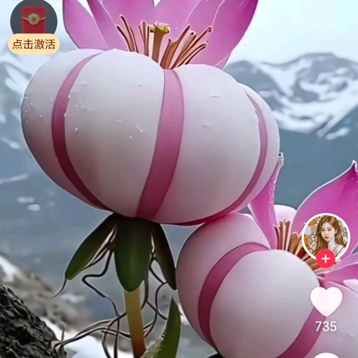 樱花满天飞🌹🌹