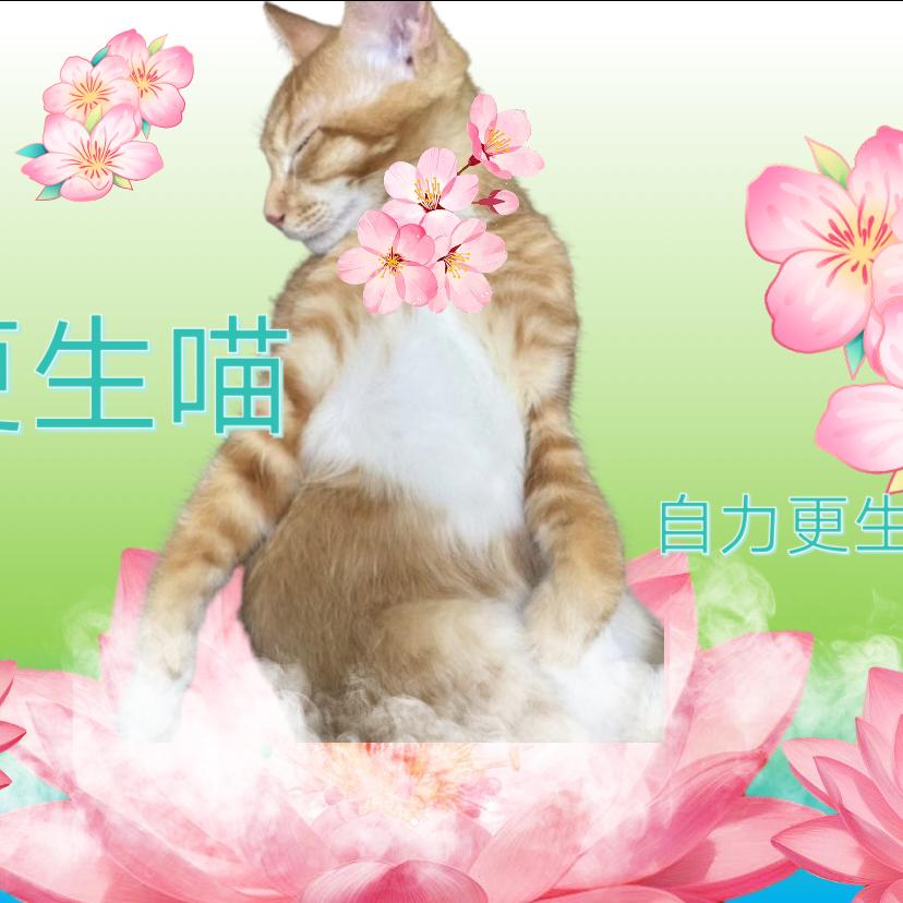 自力更生喵