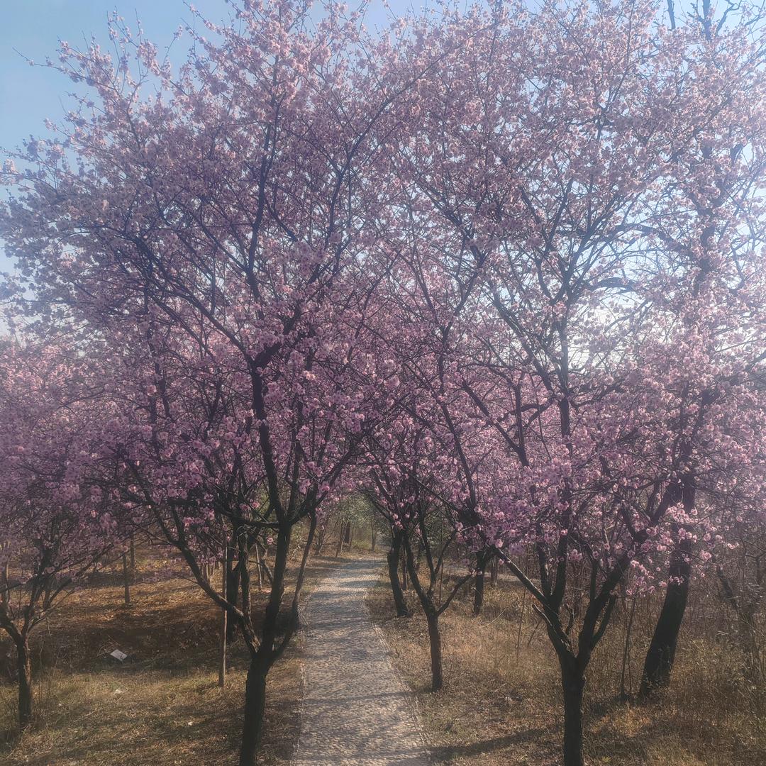 陈家三千金