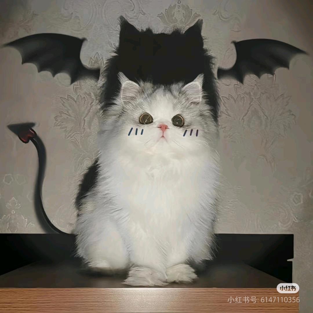 西西柚