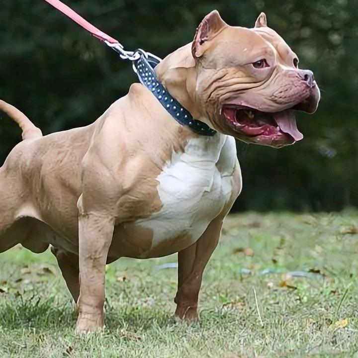 AAA比特犬俱乐部