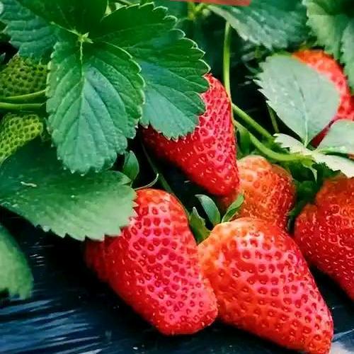 闻集政治草莓采摘园🍓🍓🍓