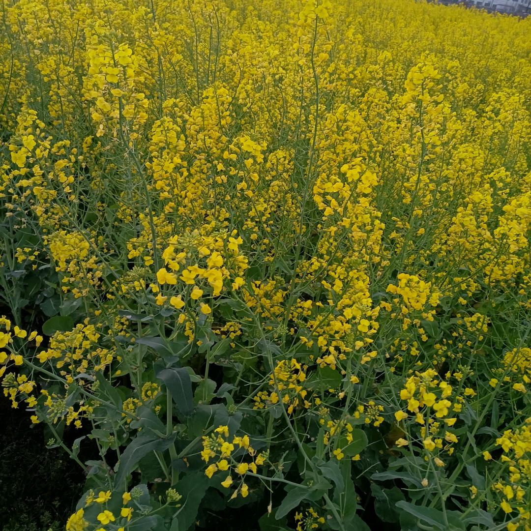 悠然自得