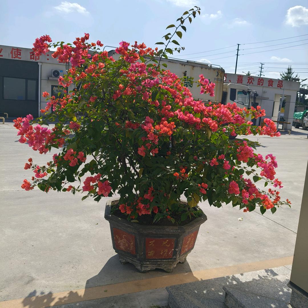 四川阳光丽人（早上六点二十）