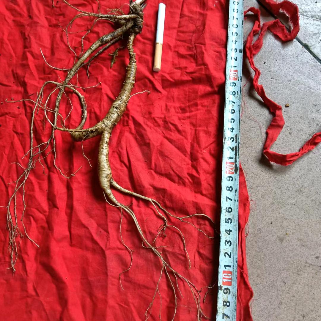 大山中的寻宝人