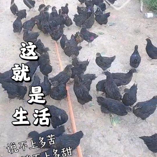 五黑鸡绿壳蛋🥚