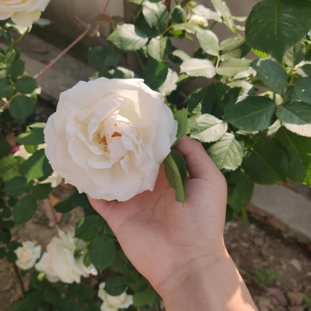 小姿(猫爬架定制)