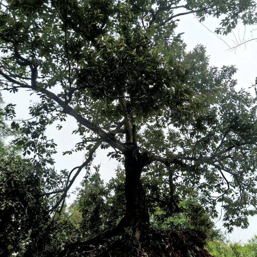马欧村老谢油粟