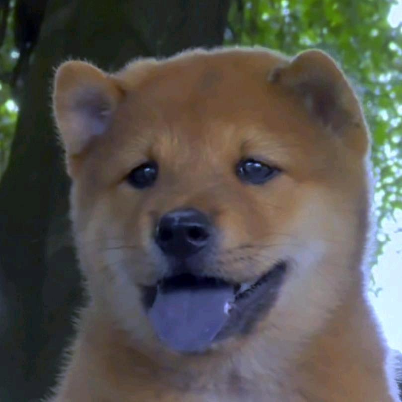过山猫