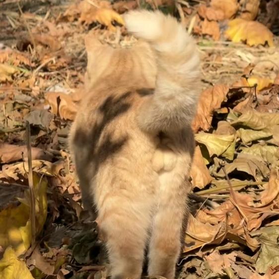 超爱吃香菜🍀🍀