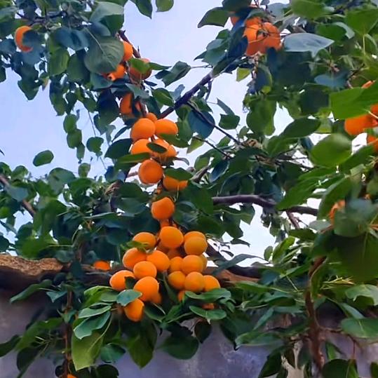 偷摘出墙的红杏