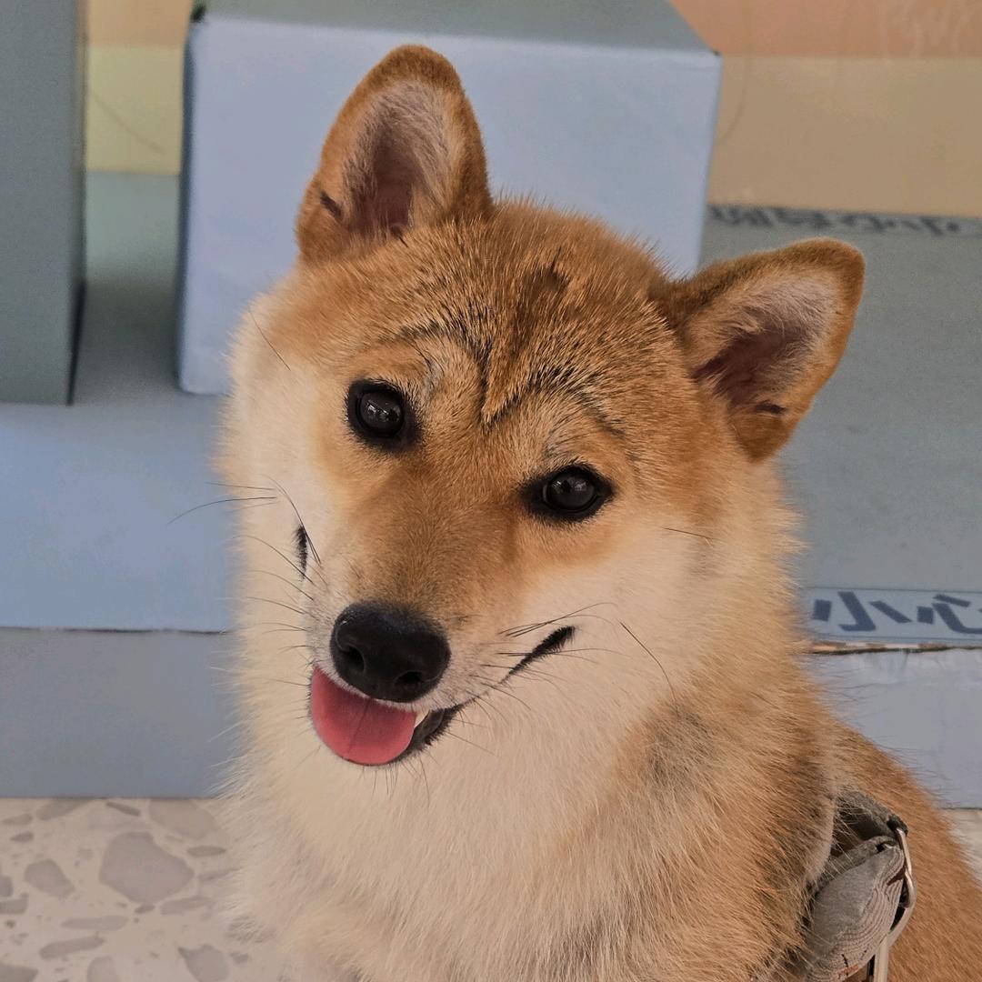 柴犬豆豆特斯拉眉毛