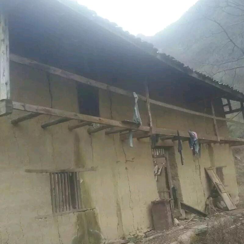 包谷炒玉米