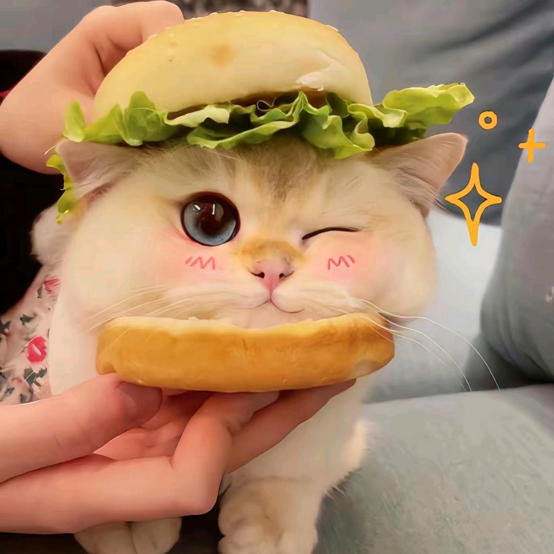 番茄不炒蛋@ʚʕ̯•͡˔•̯᷅ʔɞ: