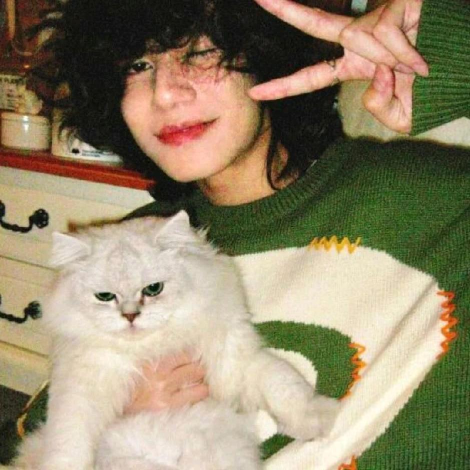 深港的倦猫