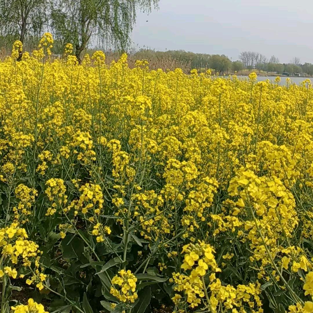 皖北农村生活（利辛）