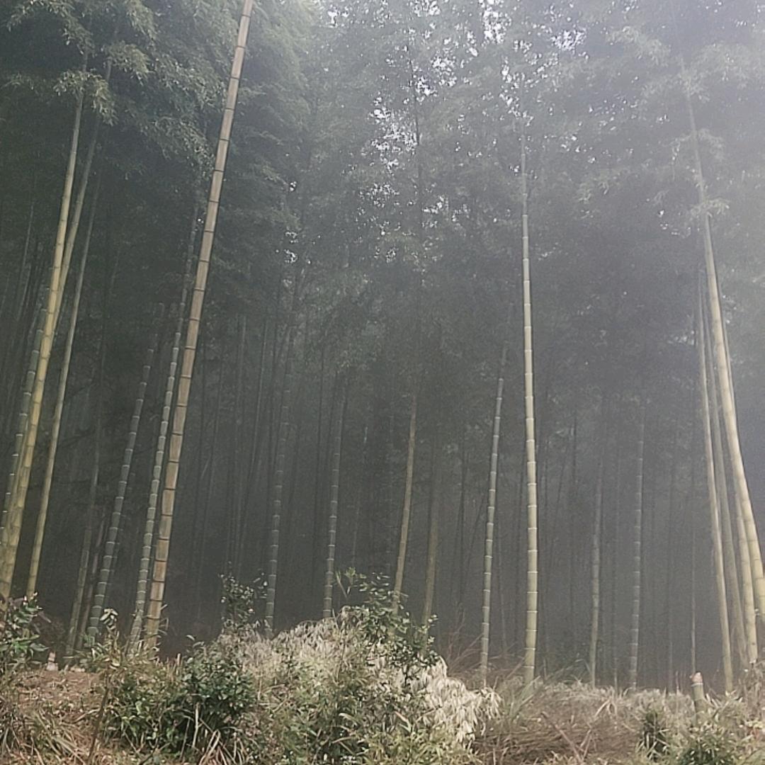 木材加工厂小邓